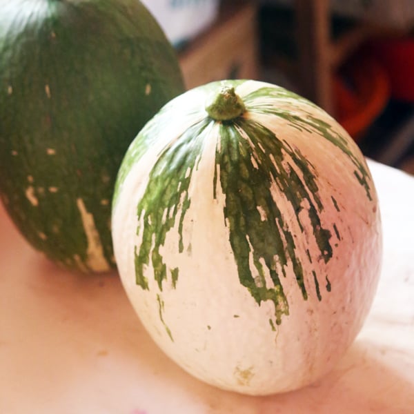 Zapallo squash